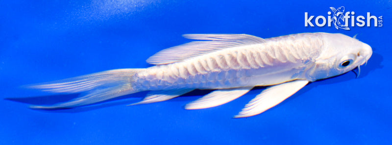 4.5" ARAGOKE PLATINUM OGON BUTTERFLY