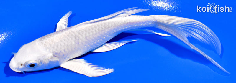 5.5" PLATINUM OGON BUTTERFLY
