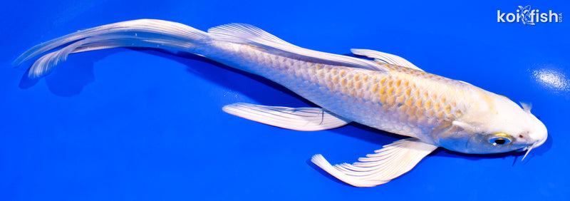8" LEMON HARIWAKE BUTTERFLY