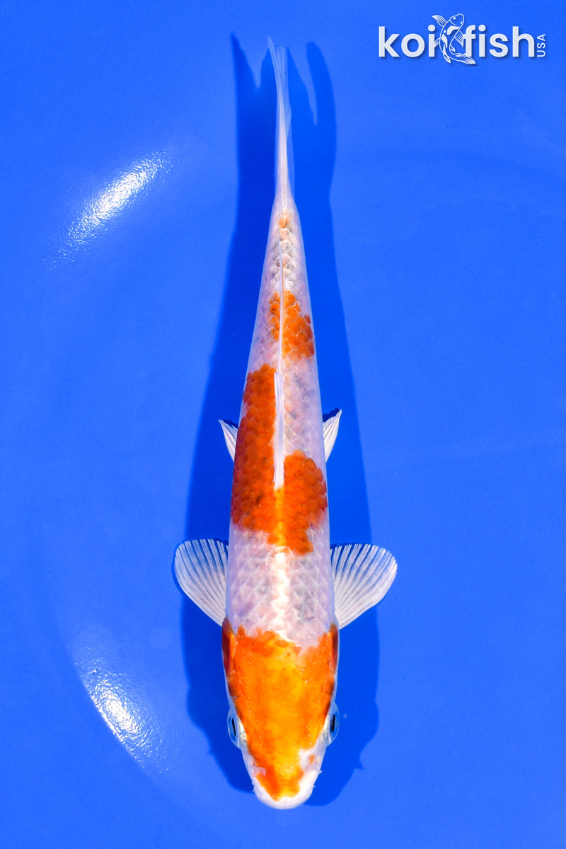 6" YAMATO NISHIKI