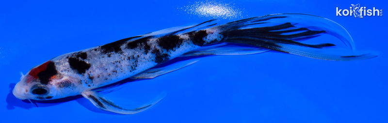 6" TANCHO SANKE BUTTERFLY