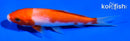 5" KOHAKU