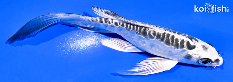 5.75" KIKOKURYU BUTTERFLY