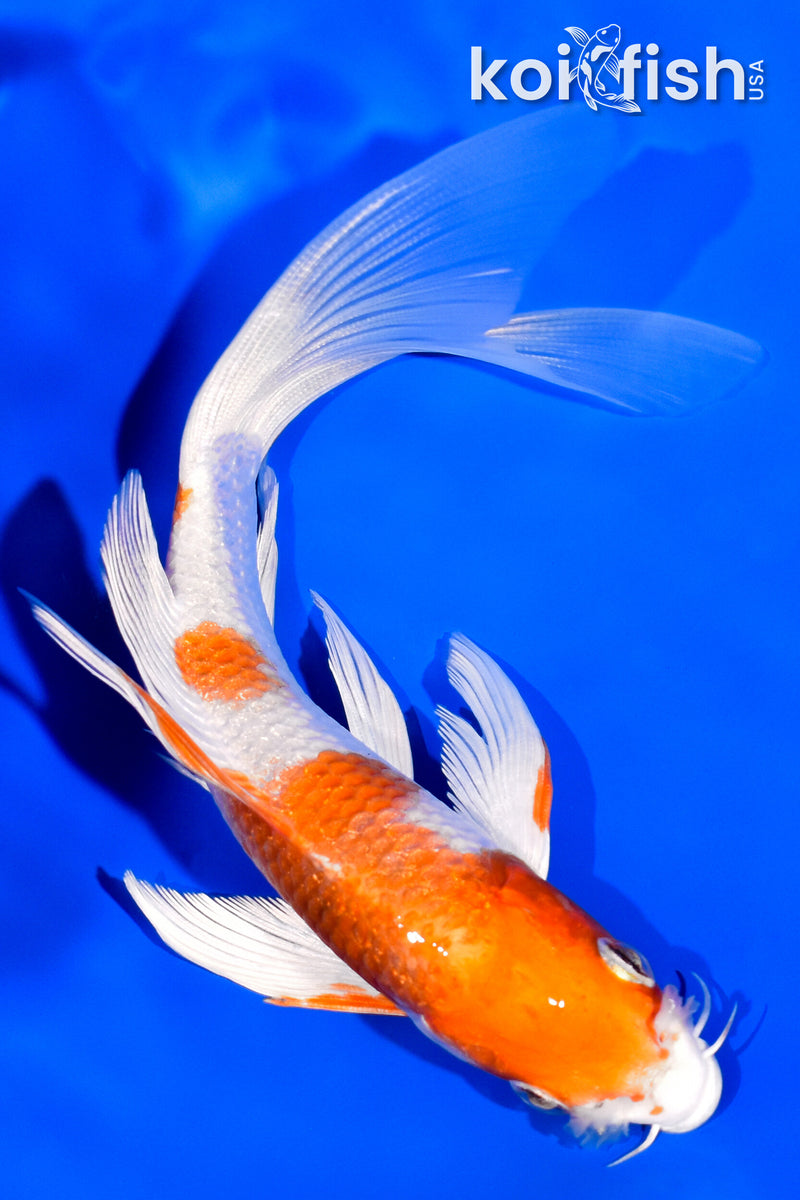 5.75" HARIWAKE BUTTERFLY