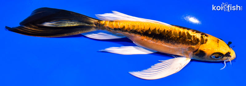 7.5" BENI KIKOKURYU