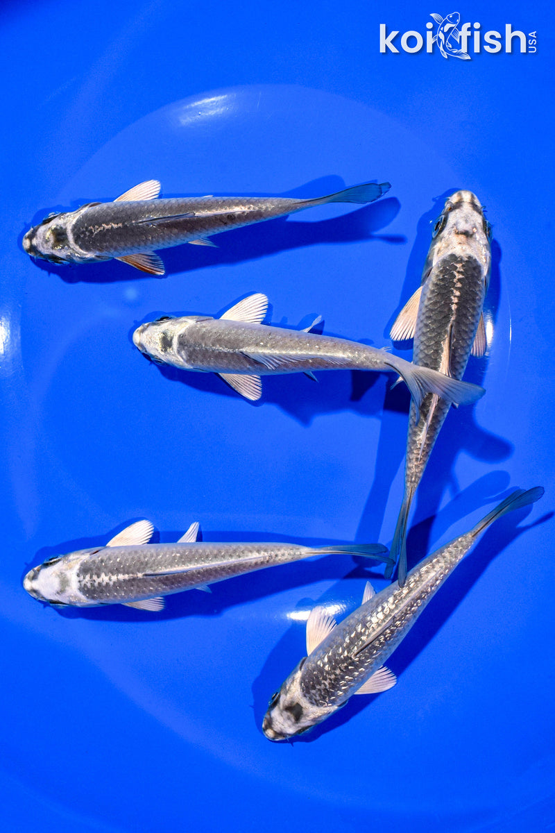 PACK OF (5) 4-5" STANDARD KOI