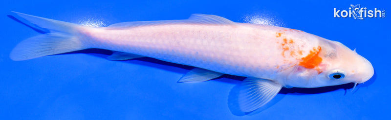 7.25" KOHAKU