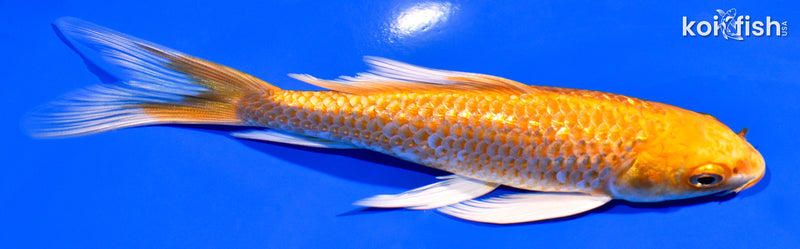 6" GINRIN ORENJI OGON BUTTERFLY