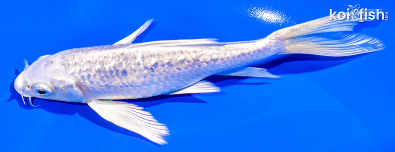 6.75" GINRIN PLATINUM OGON BUTTERFLY