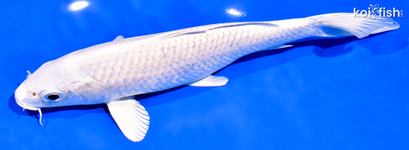 8" PLATINUM OGON
