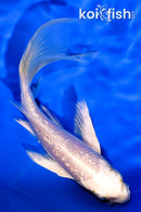 6" GINRIN PLATINUM OGON BUTTERFLY