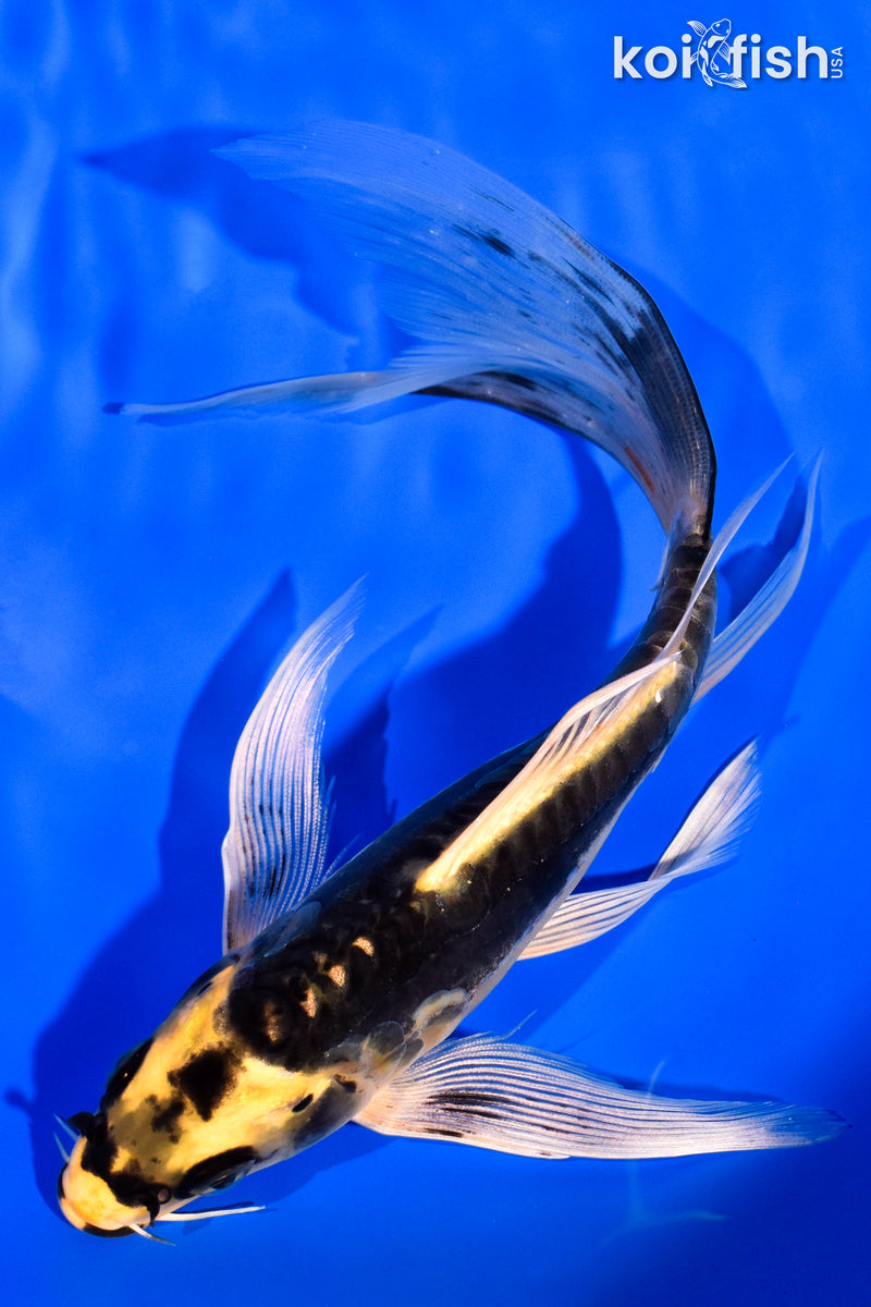 8" KABUTO BUTTERFLY