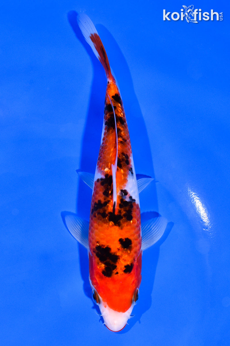 6.25" GINRIN KUCHIBENI SANKE