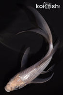 5.75" SORAGOI BUTTERFLY