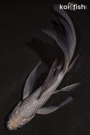 5.5" SORAGOI BUTTERFLY