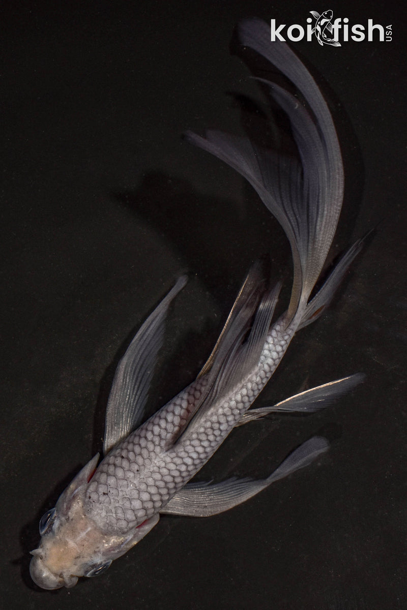 5.5" SORAGOI BUTTERFLY