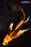 7.5" ORENJI MATSUBA BUTTERFLY