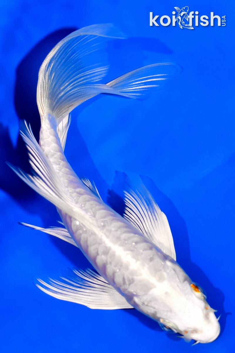 5.75" DOITSU PLATINUM OGON BUTTERFLY