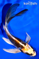 5.25" KIN KIKOKURYU BUTTERFLY