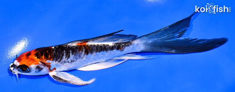 5.75" ARAGOKE BENI KIKOKURYU BUTTERFLY