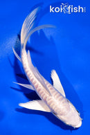 4.5" ARAGOKE PLATINUM OGON BUTTERFLY