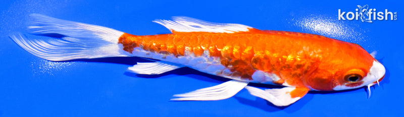 6" GINRIN KIKUSUI BUTTERFLY