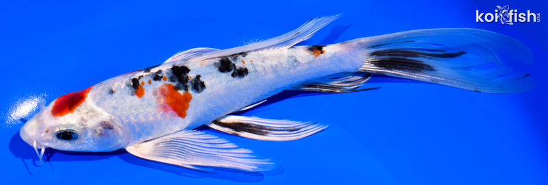 8.25" YAMATO NISHIKI BUTTERFLY