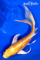 7.5" YAMABUKI OGON BUTTERFLY