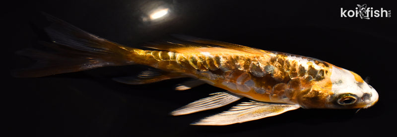 5.5" GINRIN ARAGOKE BENI KIKOKURYU BUTTERFLY