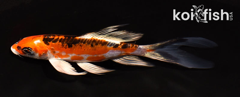 5" BENI KIKOKURYU BUTTERFLY