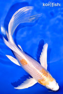 8" HARIWAKE BUTTERFLY