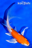 4.25" KUCHIBENI HARIWAKE BUTTERFLY