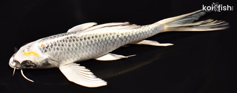 6.75" GIN MATSUBA BUTTERFLY