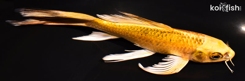 7" KI MATSUBA BUTTERFLY