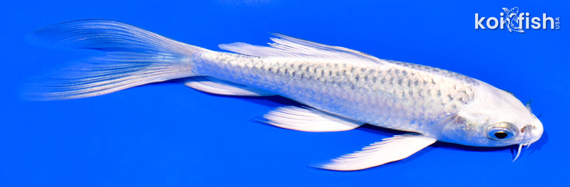 5.25" GIN MATSUBA BUTTERFLY