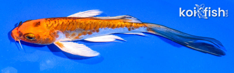 5.5" ARAGOKE BENI KIKOKURYU BUTTERFLY