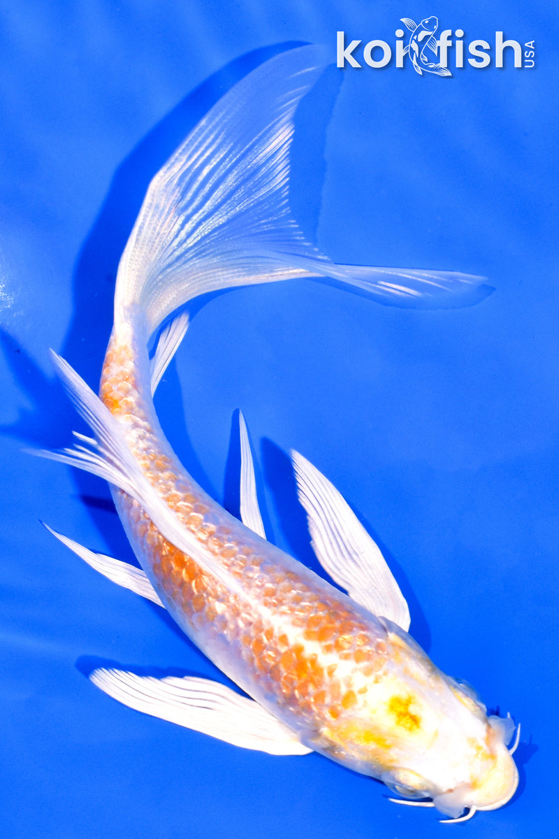 5.75" GINRIN HARIWAKE BUTTERFLY