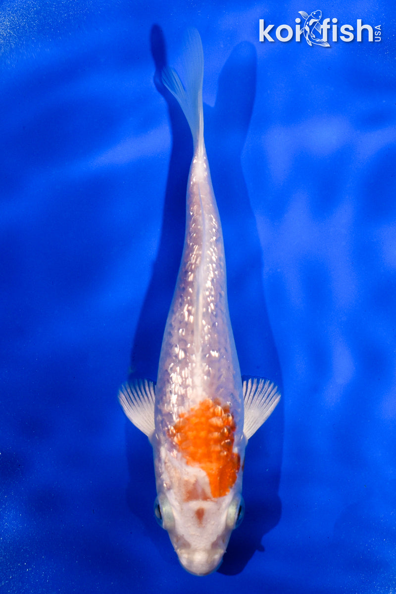 5" GINRIN HARIWAKE