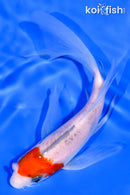 5.75" SANKE BUTTERFLY