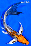 8.5" BENI KIKOKURYU BUTTERFLY