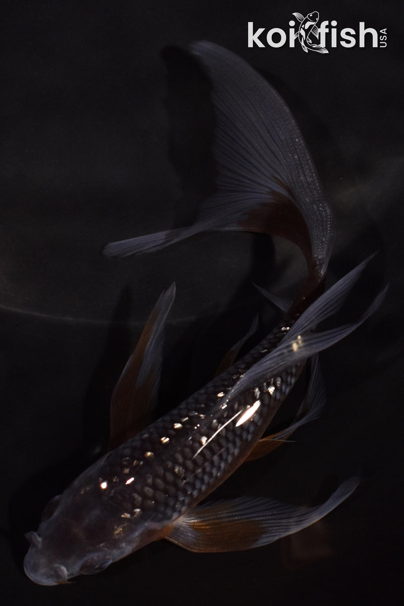 5.5" GINRIN OCHIBA SHIGURE BUTTERFLY