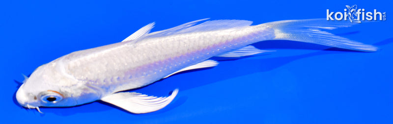 4" PLATINUM OGON BUTTERFLY