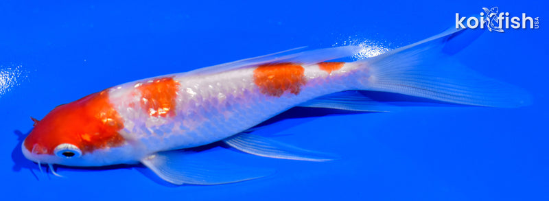 5.25" GINRIN YONDAN KOHAKU BUTTERFLY