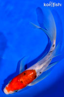 7.5" SANKE BUTTERFLY