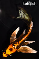 6" GINRIN ARAGOKE BENI KIKOKURYU BUTTERFLY