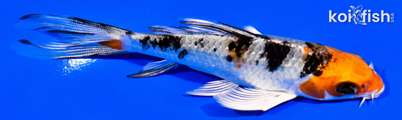 4.25" YAMATO NISHIKI BUTTERFLY