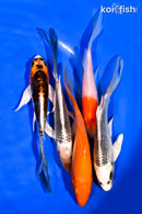 PACK OF (5) 5-6" BUTTERFLY KOI