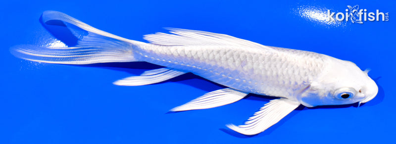 5.5" PLATINUM OGON BUTTERFLY