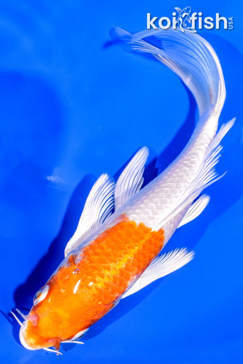 6.25" HARIWAKE BUTTERFLY