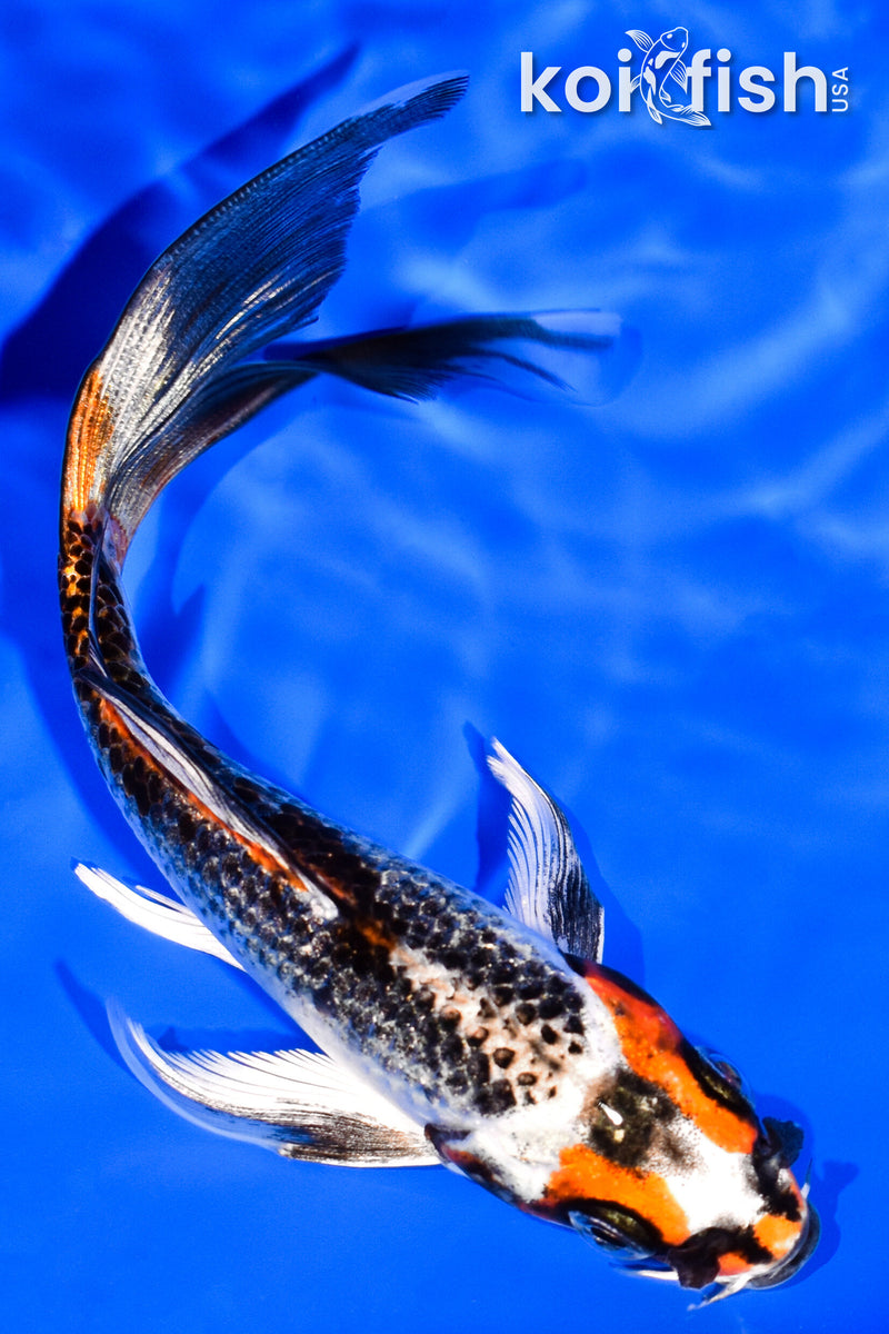 5.75" METALLIC BENI GINGA BUTTERFLY